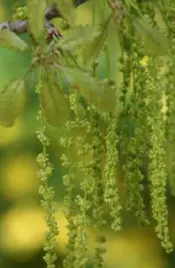 꽃가루알레르기발생-참나무-이미지