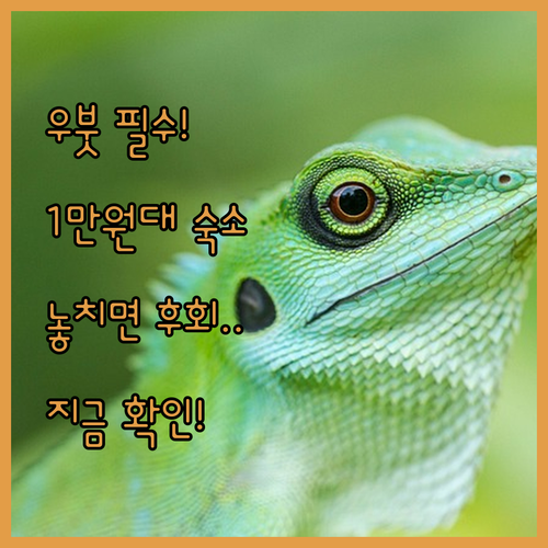 지금 당장 떠나는 발리 우붓 1만원대..