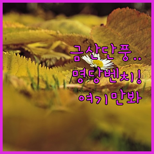 금산 남이자연휴양림 단풍 절정 시기와..