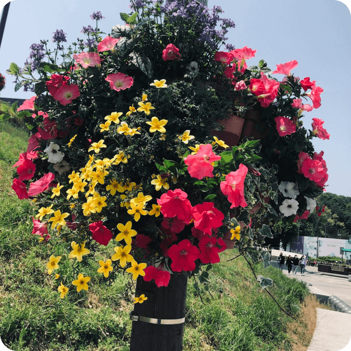 북서울의 꿈 가로등 꽃