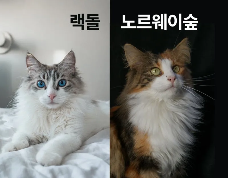 노르웨이숲 고양이 유전병 분양 털빠짐_4