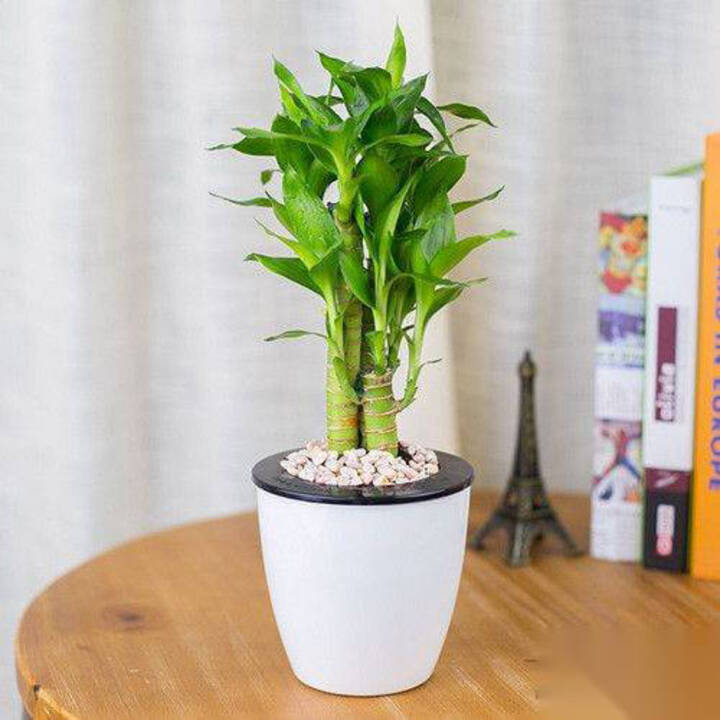 관음죽이란?