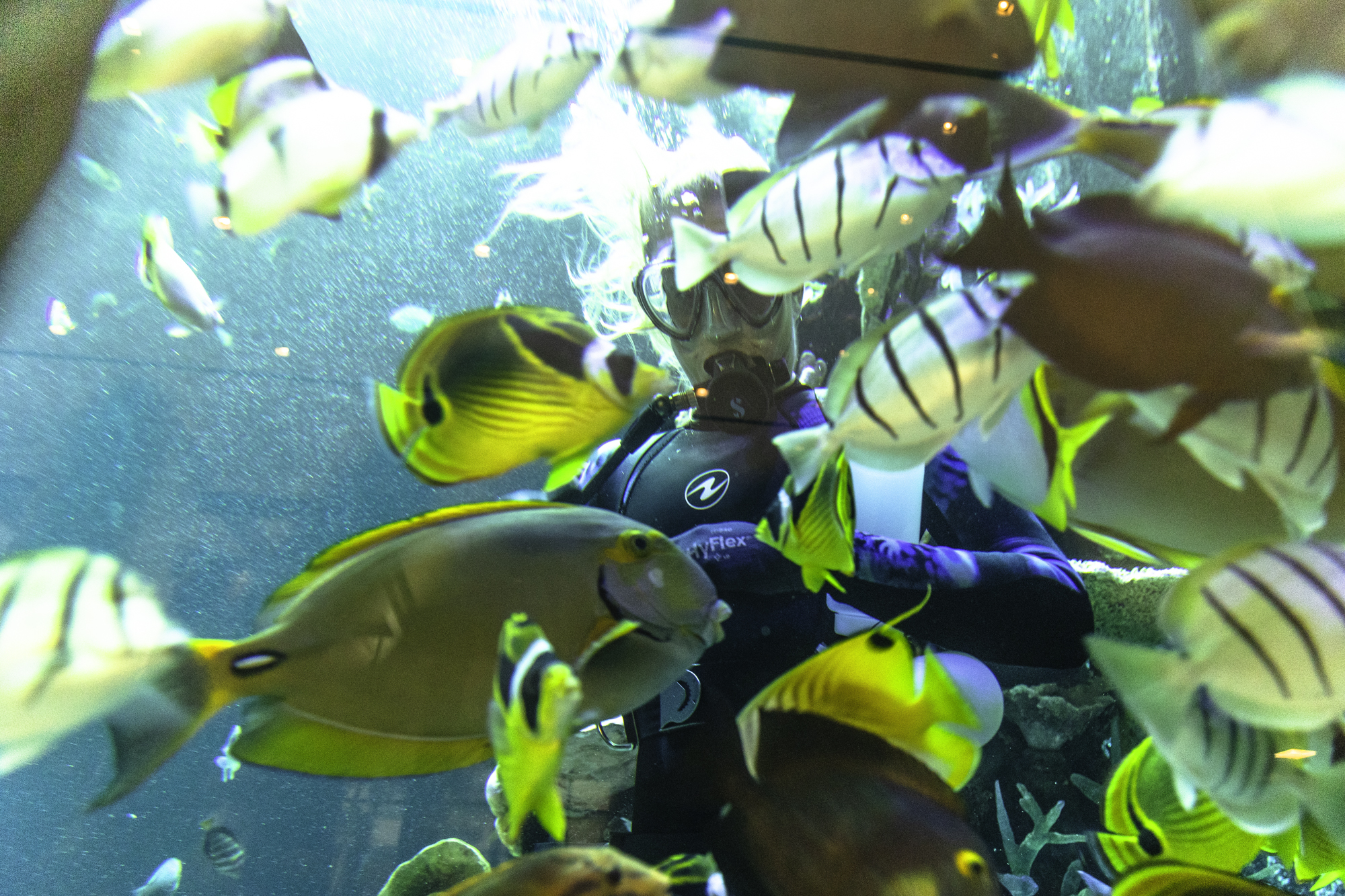 알로힐라니 리조트