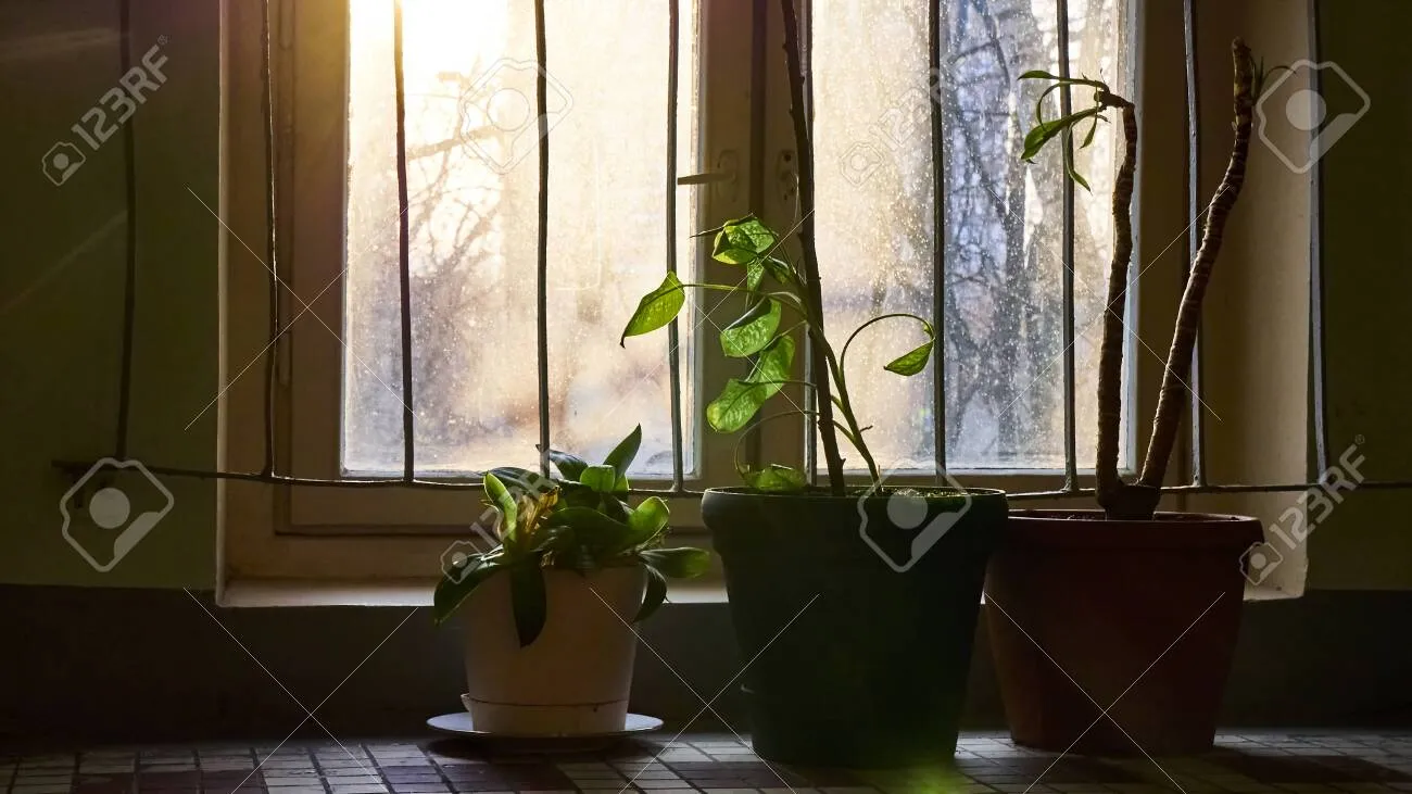 창가 식물 관리 직사광 차광요령 물주기 시간대 잎타는 현상 예방_7