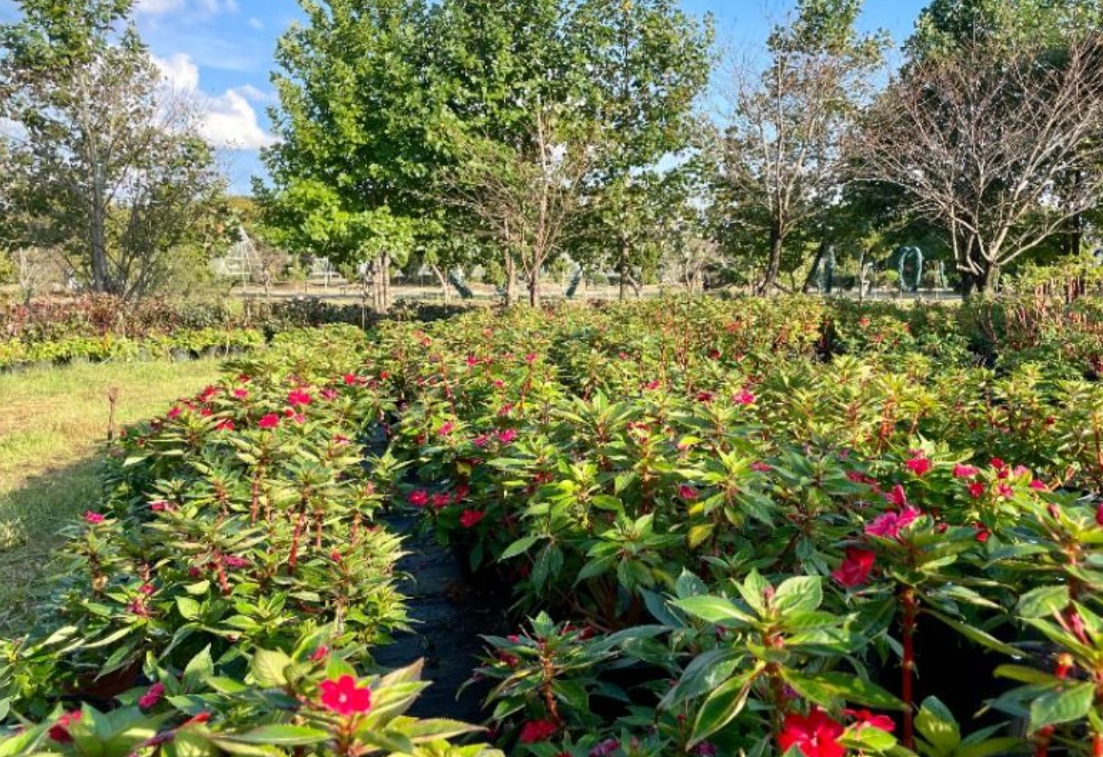 2025 태안 봄꽃정원