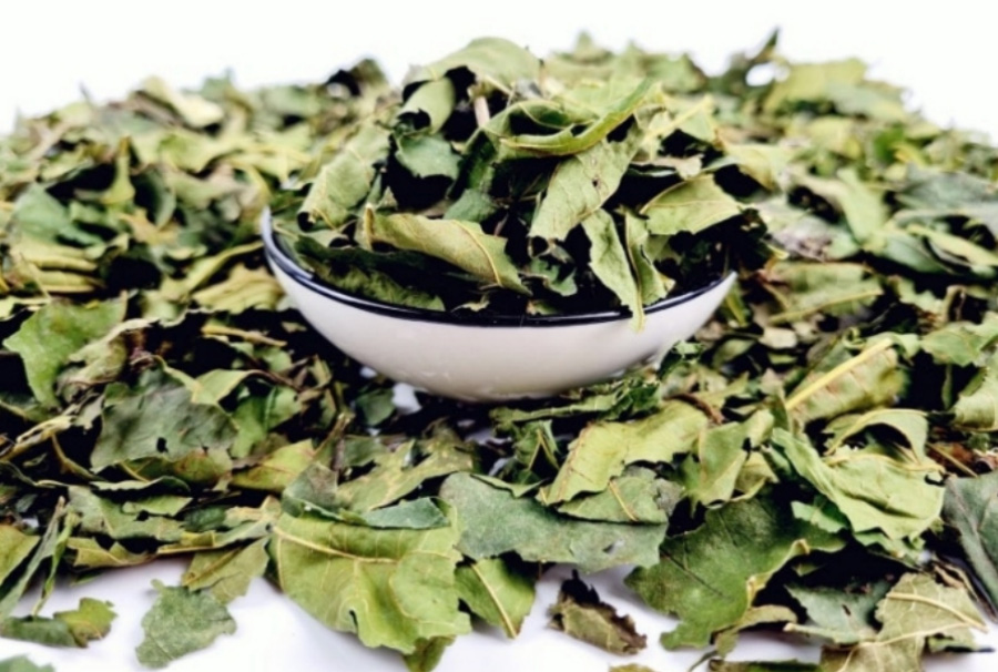 야생에서 채취를 한 뽕나무의 잎을 깨끗하게 세척하고 바싹 말린 것을 하얀 바닥 위에 수북하게 놓아두고 그 위에 뽕나무를 가득 담은 유리 그릇을 놓아두고 찍은 사진