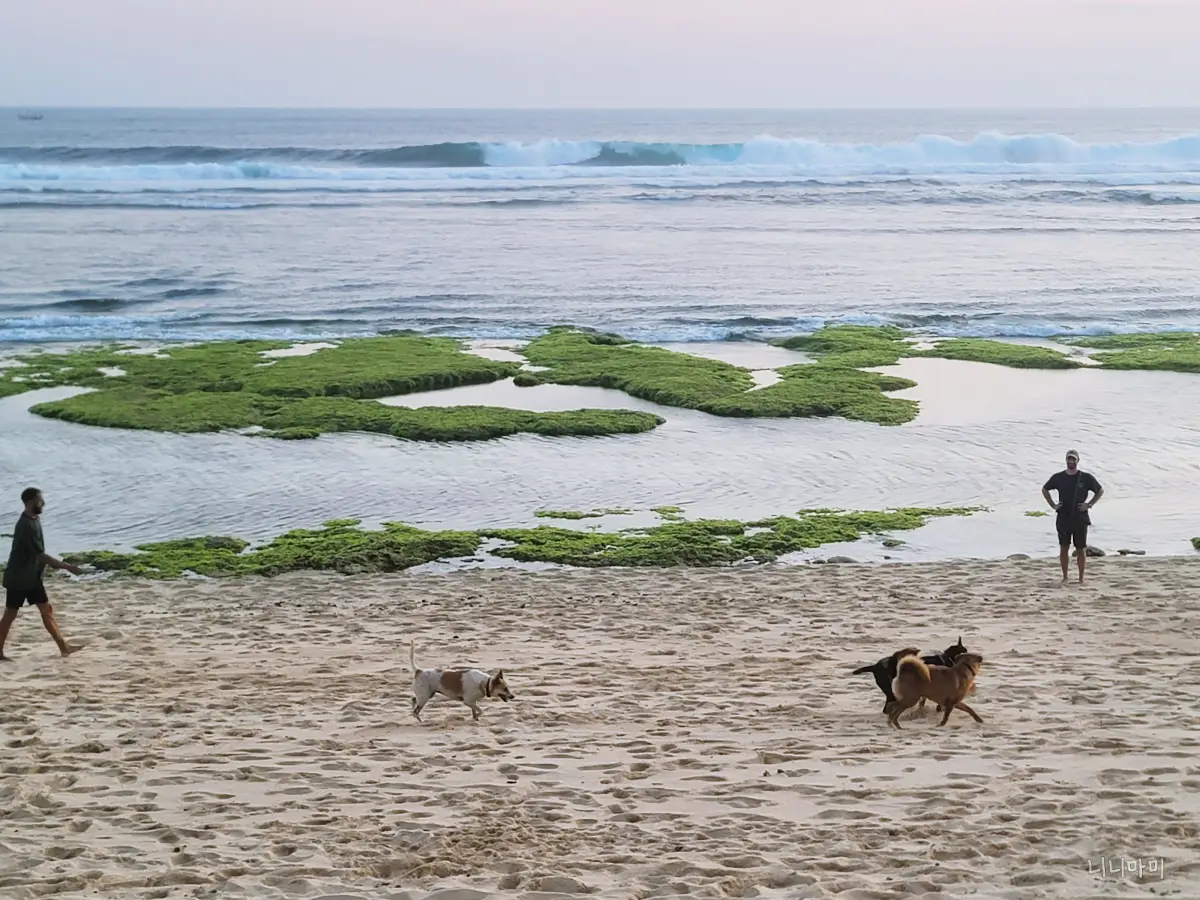 발리-버블호텔-잊지못할울루와뚜-행복한강아지들