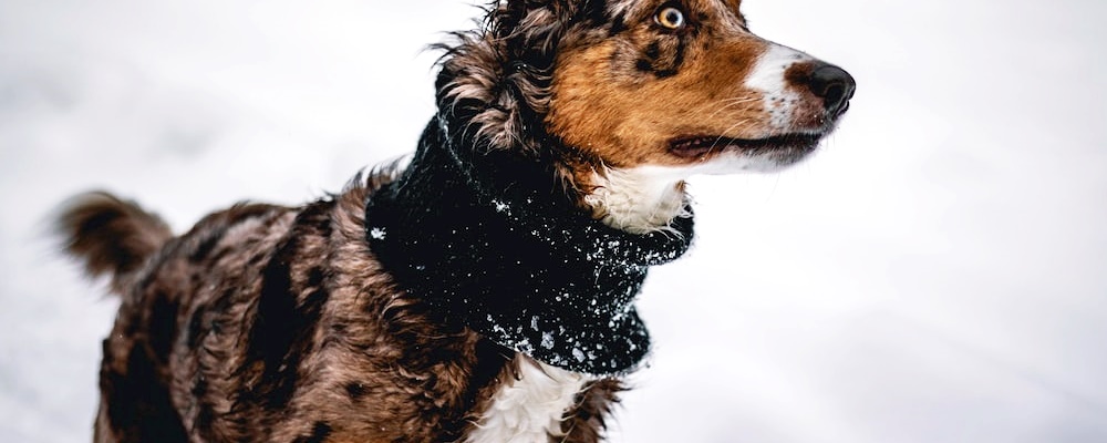 새끼 강아지 키우는법 39 이미지