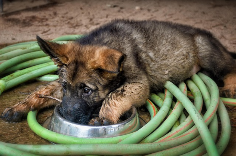 녹색 계열의 고무호스가 돌돌 말려있는 가운데에 강아지 밥그릇이 있고 그 안에 강아지가 입과 왼발을 넣은 채 엎드려있음