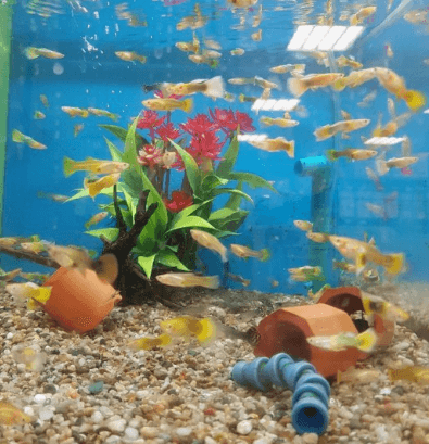 고정구피와 막구피의 차이점