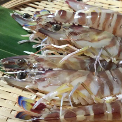 보리새우의 효능과 요리법&amp;#44; 부작용 알아보기