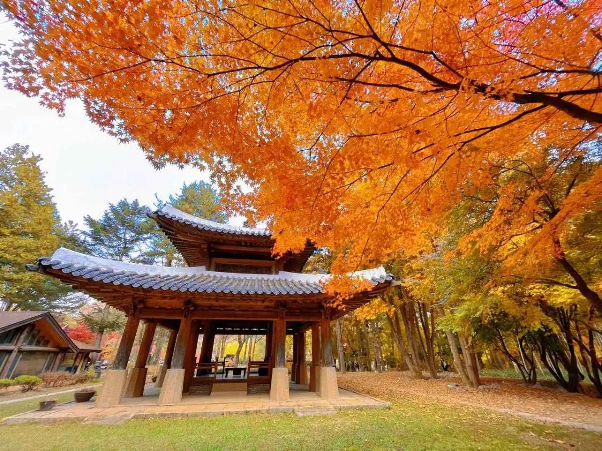 남이섬 단풍