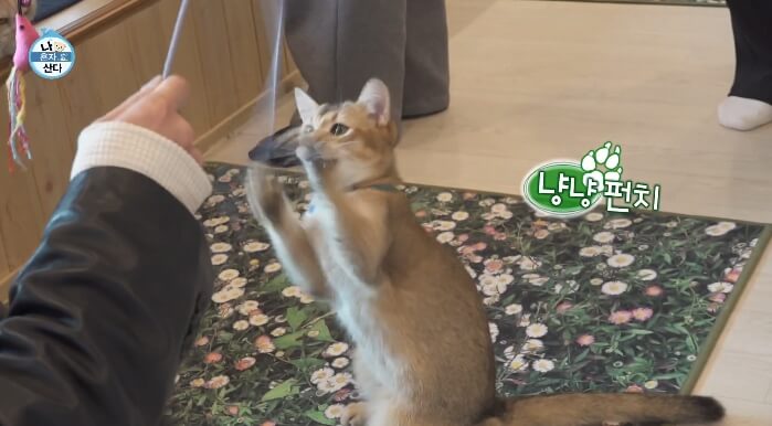 냥냥펀치