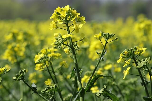 창녕 유채꽃 축제
