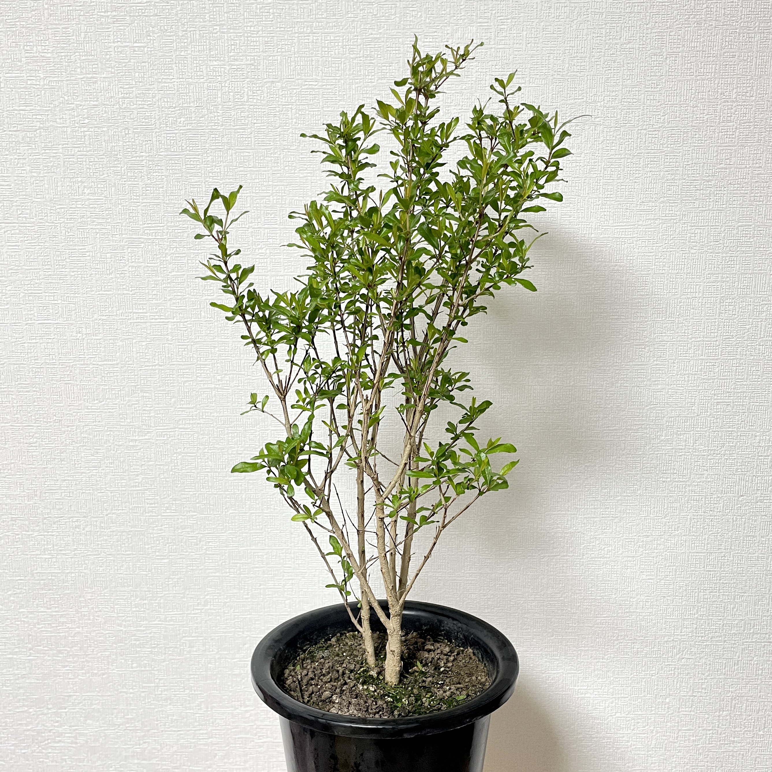 꽃석류 석류나무 키우기 재배방법