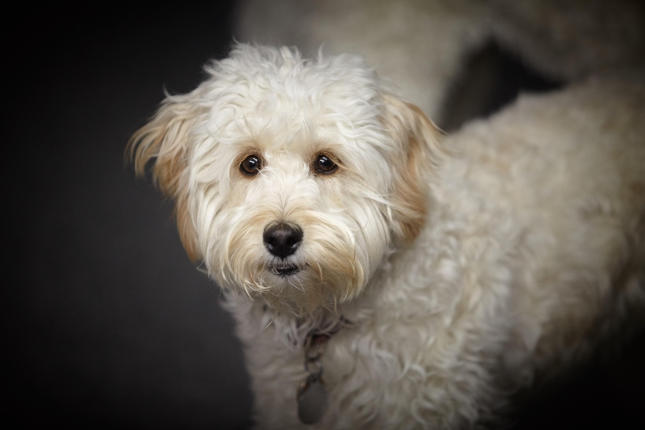 강아지 목욕 가이드(10)