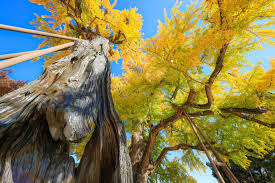 충남 은행나무 길