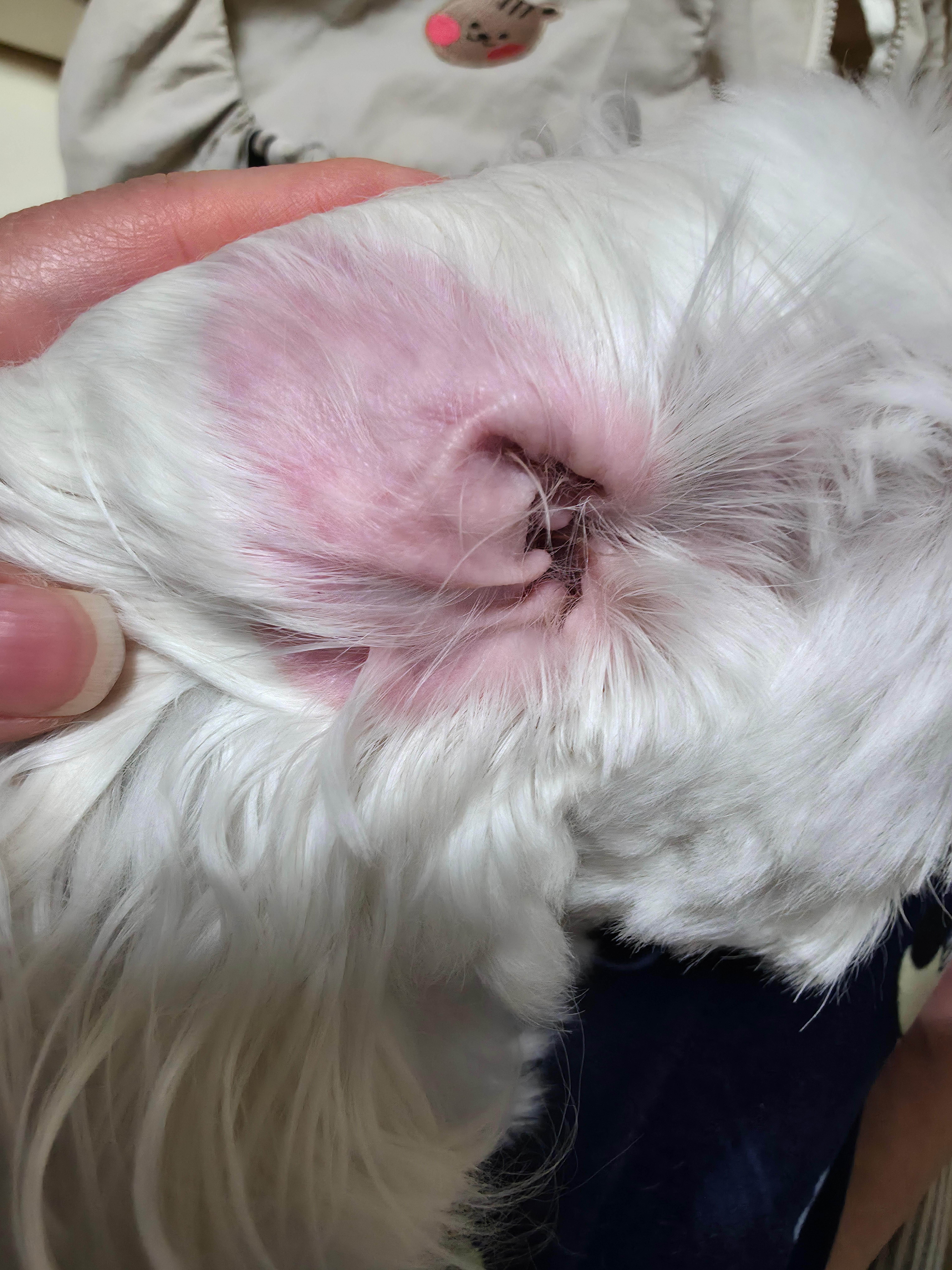 반려견 귀 건강을 위한 방법