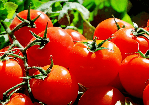 노화를 늦추는 음식 토마토