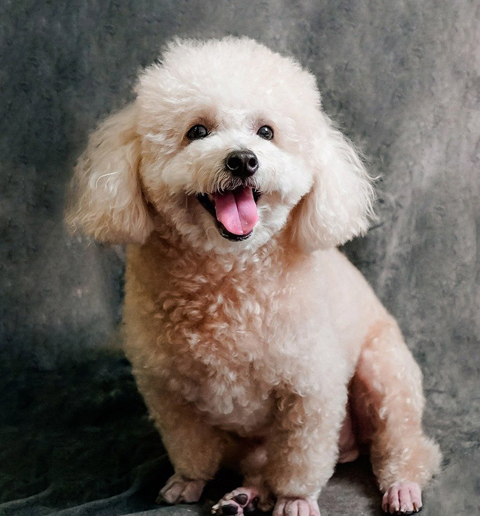 푸들-강아지-무료분양,-종류,-기본정보,-성격,-특징