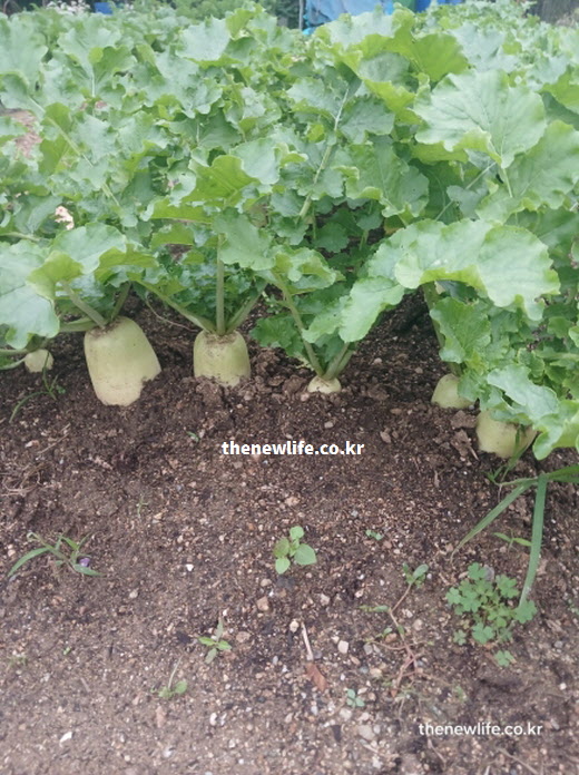 비타민C와 항산화 성분이 파괴되지 않은 밭에서 갓 수확한 신선한 통무 실사진