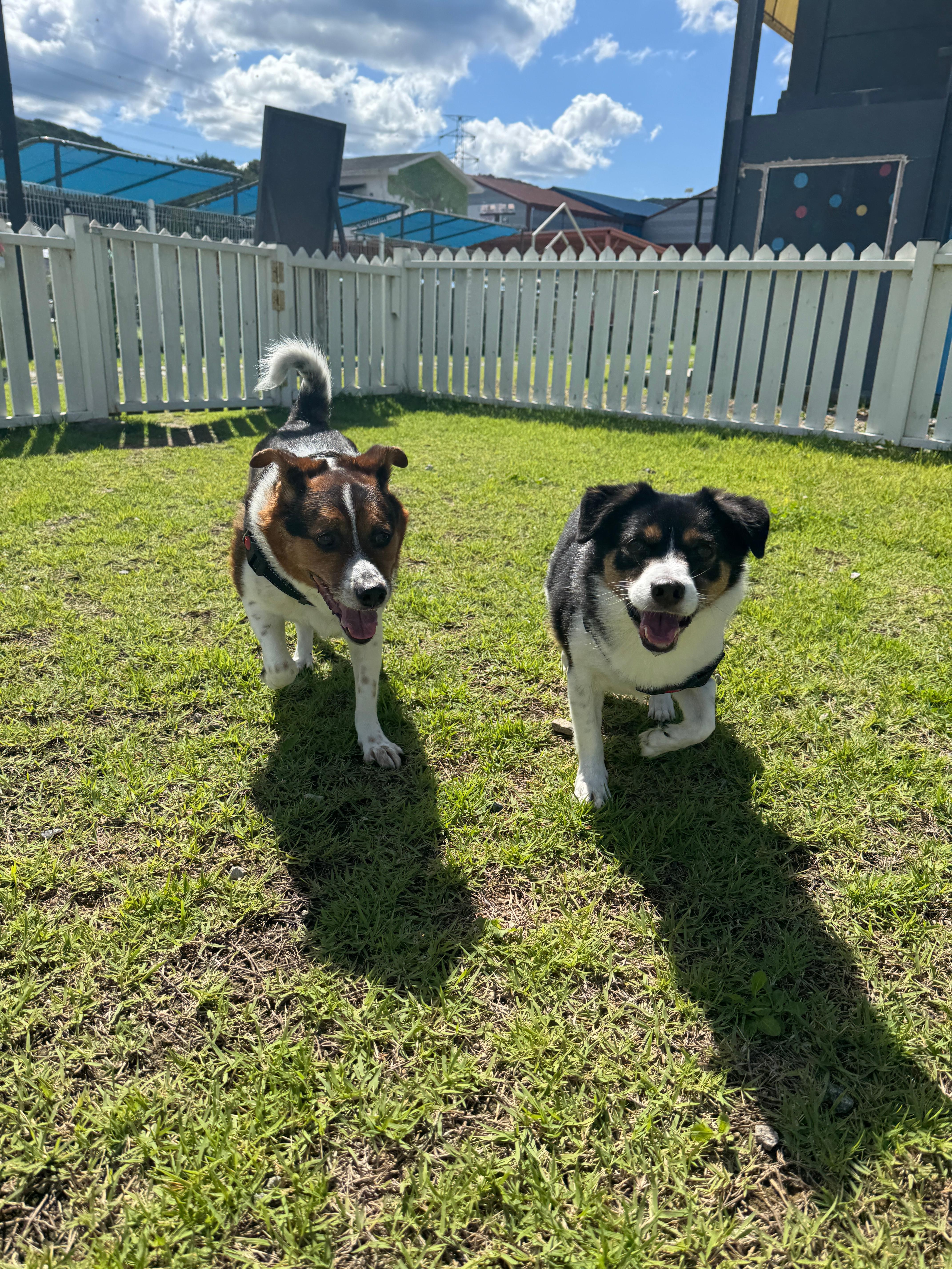 풀멍파크 잔디밭에 있는 강아지들