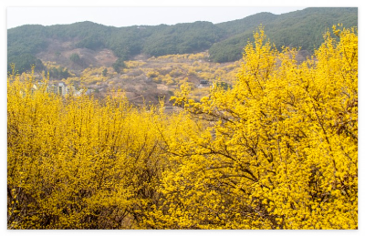 구례-산수유꽃-축제