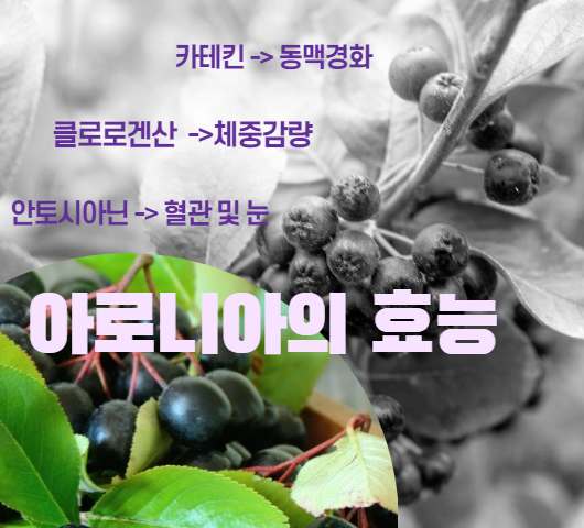 아로니아 효능 부작용
