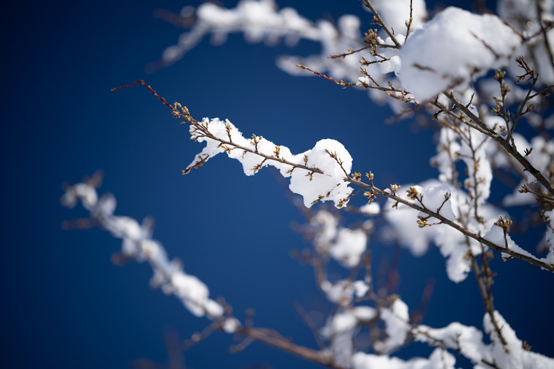 Daiso seasonal item - the most important noun is item.