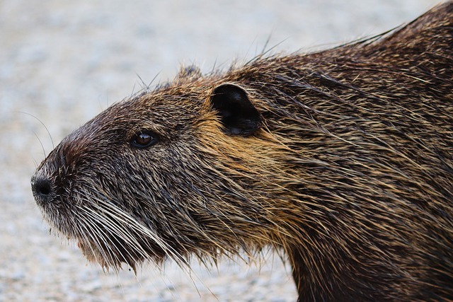 뉴트리아 포획 지자체별 포상금 현황 준비서류 