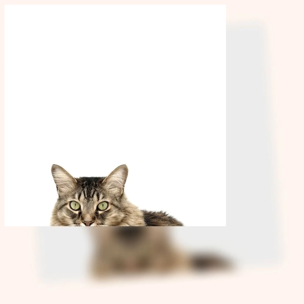 고양이 치아 관리_3_subsection