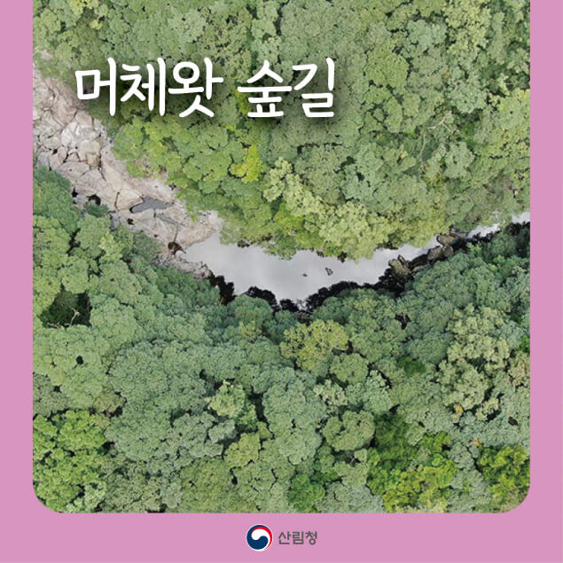 명품숲길 50선 &ndash; 제주 서귀포시 머체왓숲길, 돌과 숲이 어우러진 제주의 원형 풍경