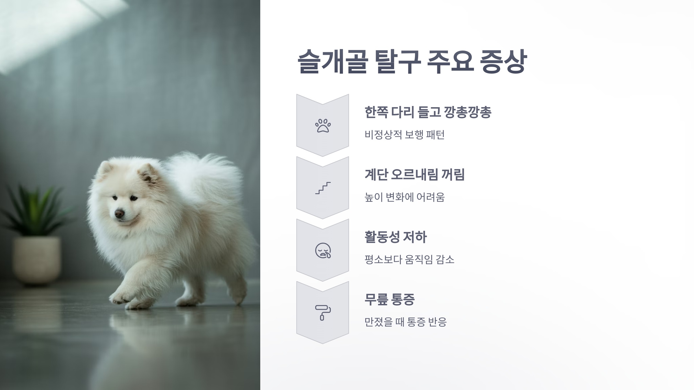 참조-반려동물,-슬개골-탈구-3