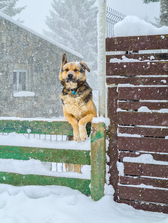 2025-2026년 겨울 날씨 예보 추위 기온 눈 강수량 기후 전망