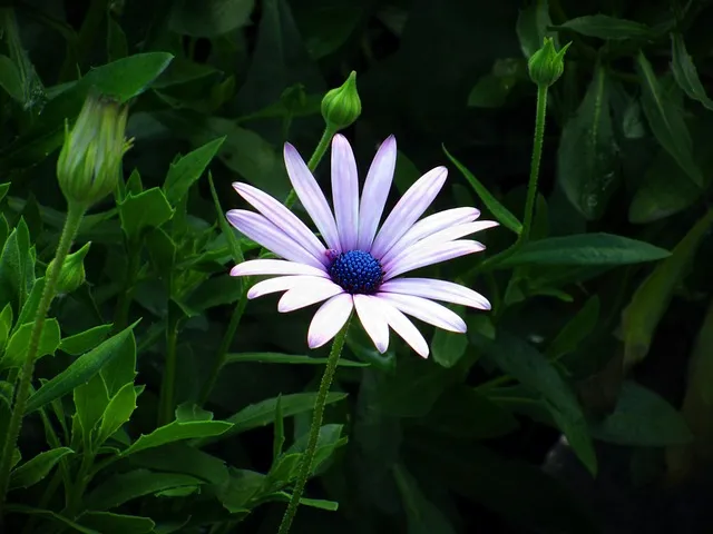 디모데전서 2장 5절 해석 - 하나님은 한 분이시요 하나님과 사람 사이에 중보자도 한 분이시니 곧 사람이신 그리스도 예수라_7