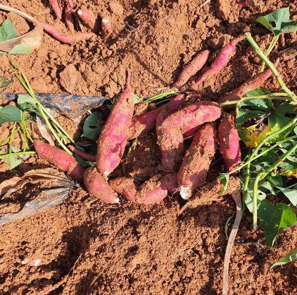 청농원 고구마캐기