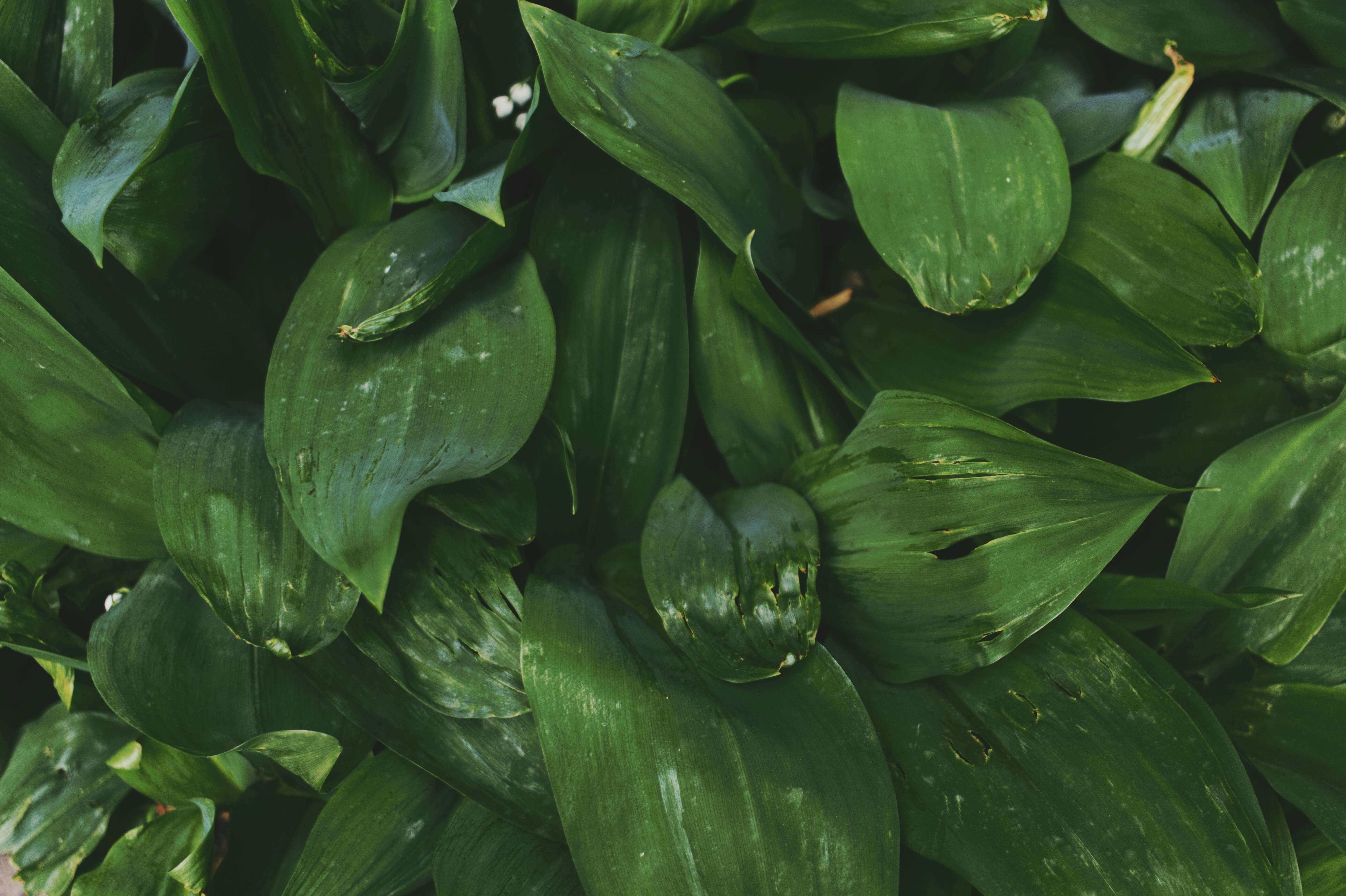 달래 효능 총정리: 봄철 면역력과 혈액순환에 좋은 이유