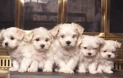 말티즈 사진 /출처:어도비스톡