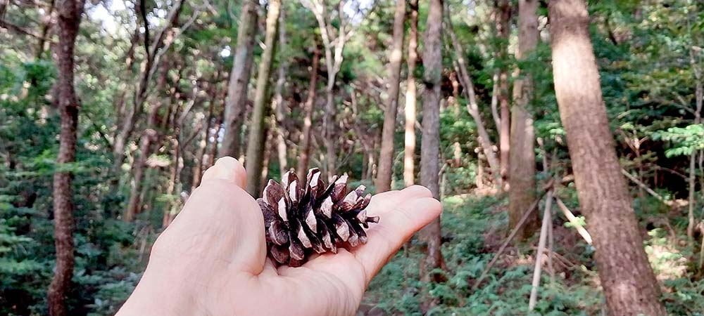 노란색 털머위꽃이 핀 호근동 고근산