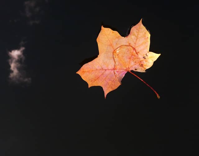 카페인 섭취와 수면, 학습 사이의 관계