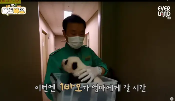 아기바이오-판다