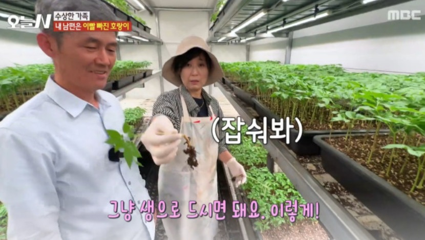 6시내고향-강원-원주-새싹삼