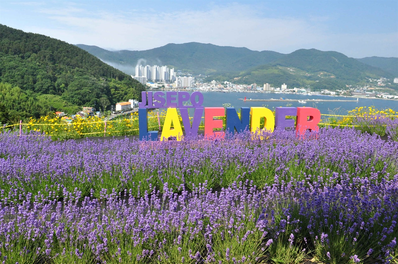 지세포 진성 꽃동산