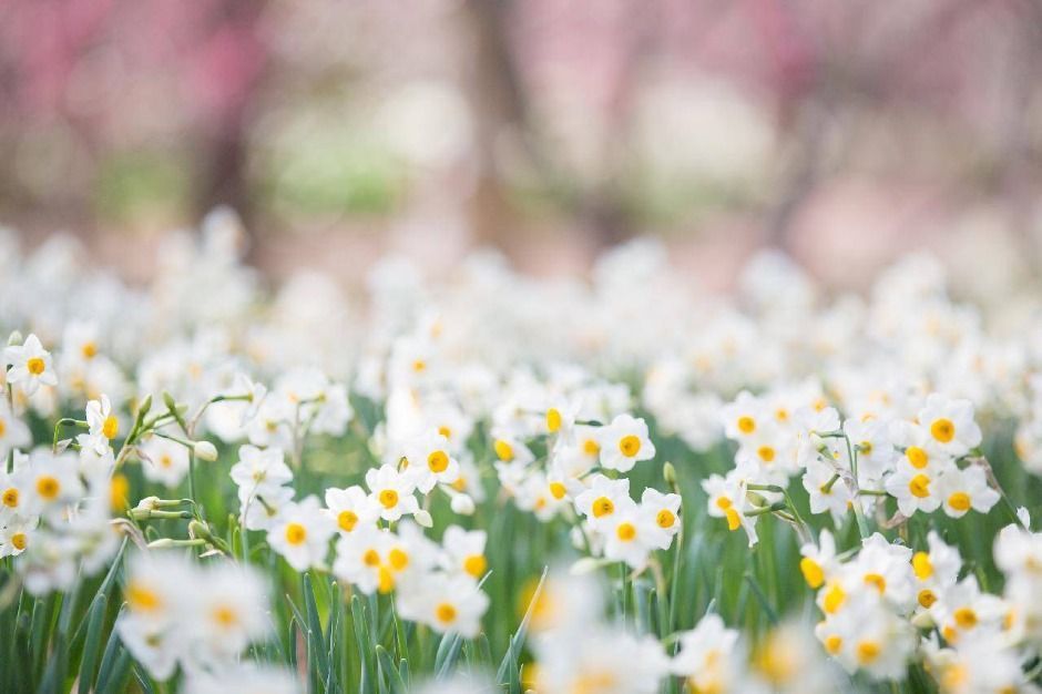한림공원 수선화 축제: 명소, 포토존, 맛집 추천