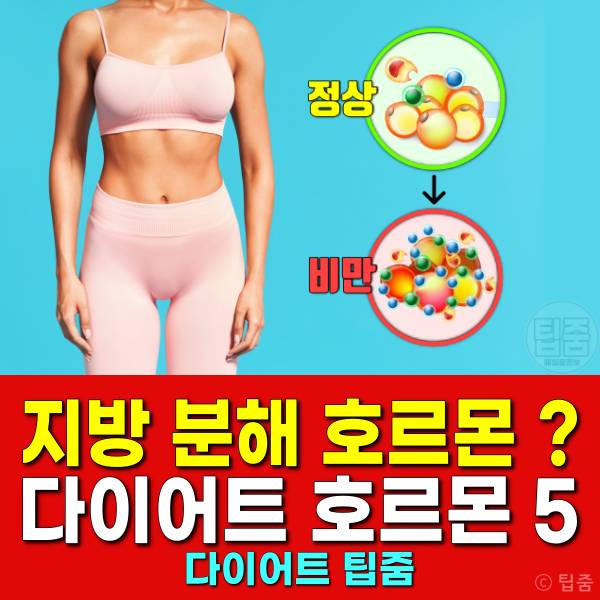 다이어트 호르몬 지방분해호르몬 아디포넥트 글렐리 렙틴 글루카곤 인슐린