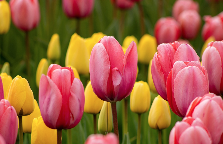 2025 고양 꽃박람회 고양 국제꽃박람회 사전예약 및 할인 총정리