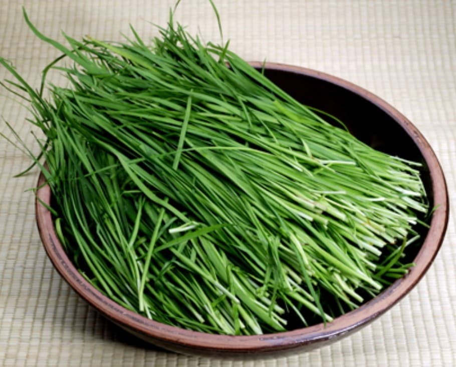 부추 vs 달래: 향긋하지만 완전히 다른 뿌리채소