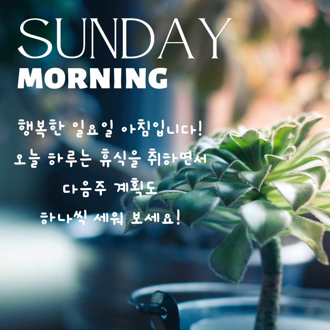 일요일 아침 인사말 이미지 문구 모음집