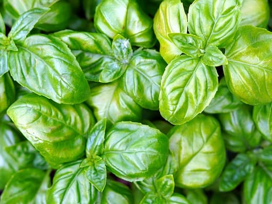 면역력 강화 바질