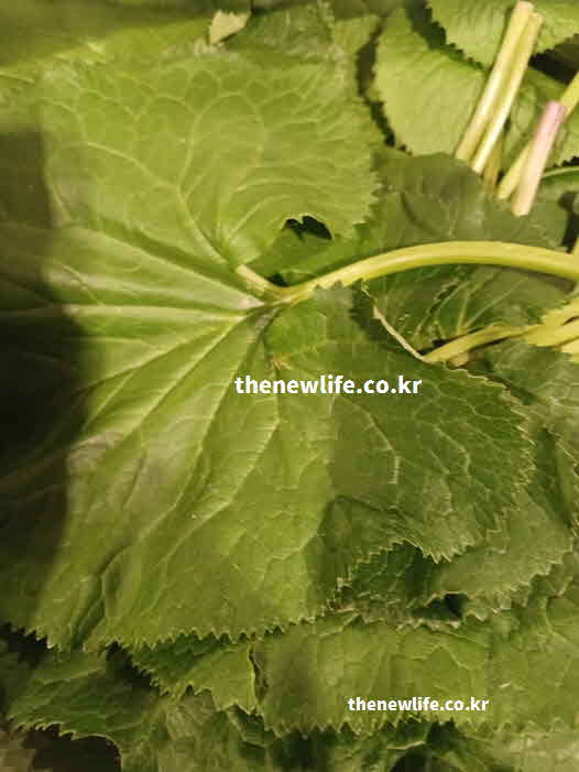 곰취 성분 영양가치